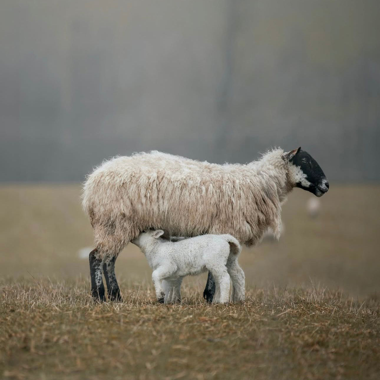 Wool Wonders: Celebrating the Versatility of Nature's Fibre