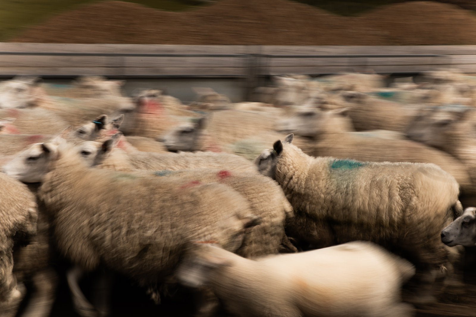 The Incredible Journey of British Wool